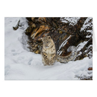 Snow Leopard Cards