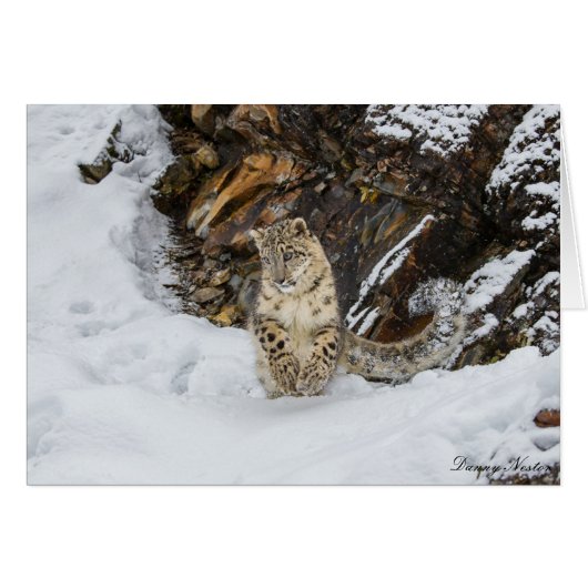 Snow Leopard Cards (Front Horizontal)
