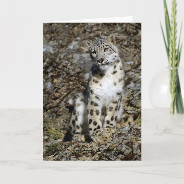 Snow Leopard - Christmas Card (Front)