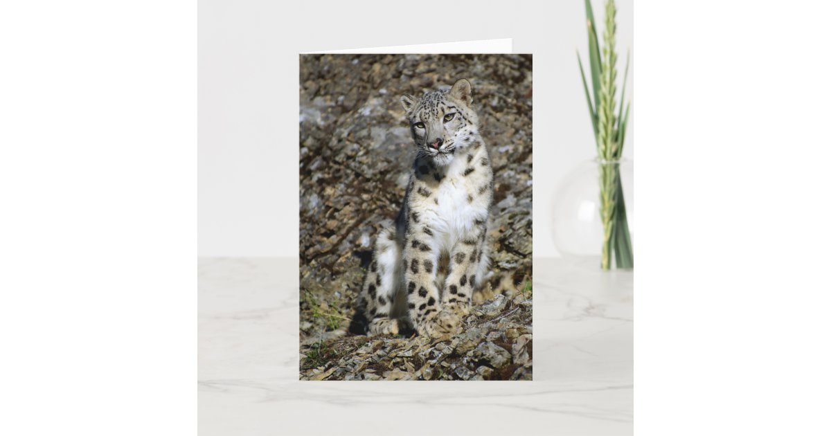 Snow Leopard - Christmas Card | Zazzle.com