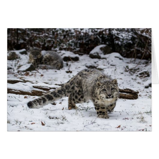 Snow Leopard Cub Cards (Front Horizontal)