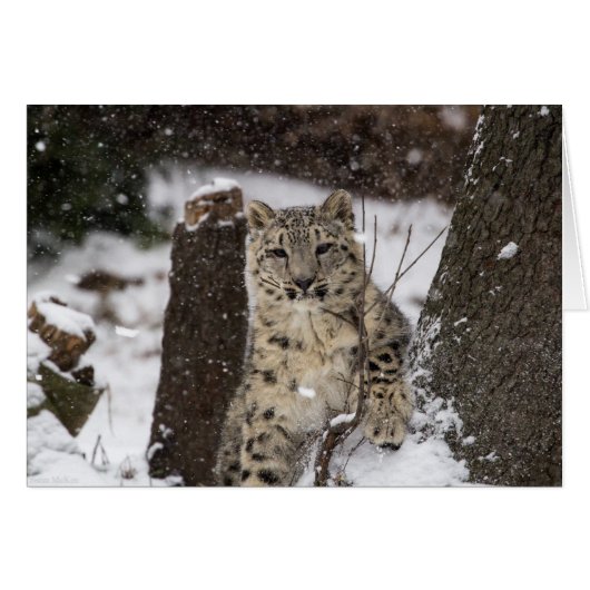 Snow Leopard Cub Cards (Front Horizontal)