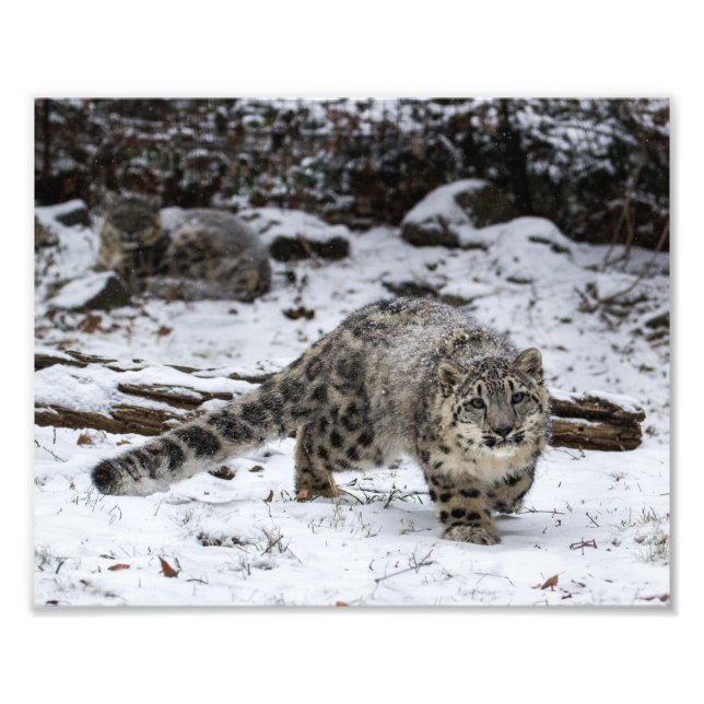 Snow Leopard Cub Photo Print (Front)