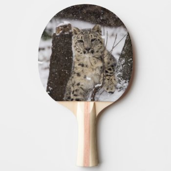 Snow Leopard Cub Ping-pong Paddle by CMcKee_Photography at Zazzle