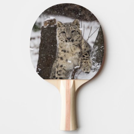 Snow Leopard Cub Ping-pong Paddle