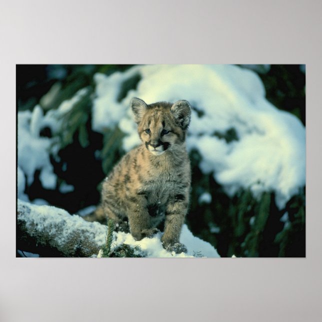 Snow Leopard Cub Poster (Front)