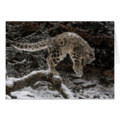 Snow Leopard Cub Pounce (Front Horizontal)