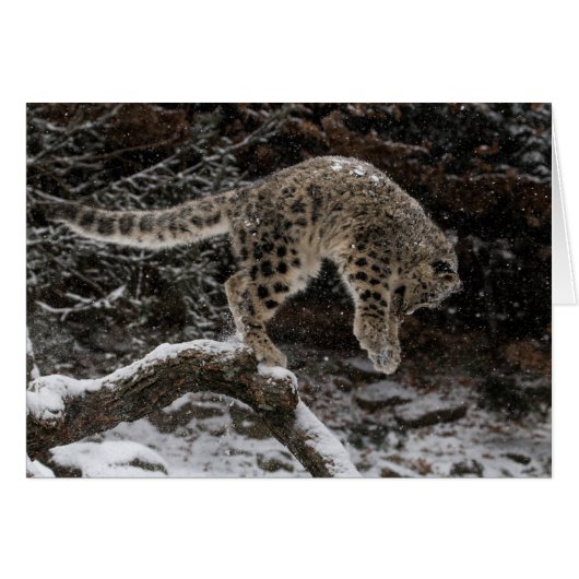 Snow Leopard Cub Pounce (Front Horizontal)
