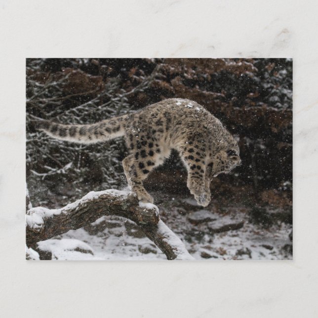 Snow Leopard Cub Pounce Postcard (Front)