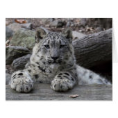 Snow Leopard Cub Sitting (Front Horizontal)