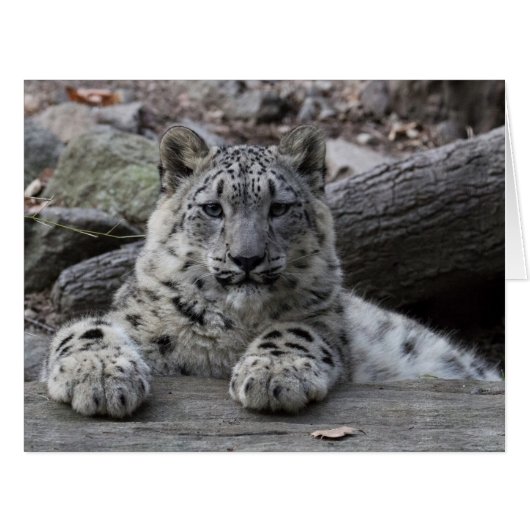 Snow Leopard Cub Sitting (Front Horizontal)