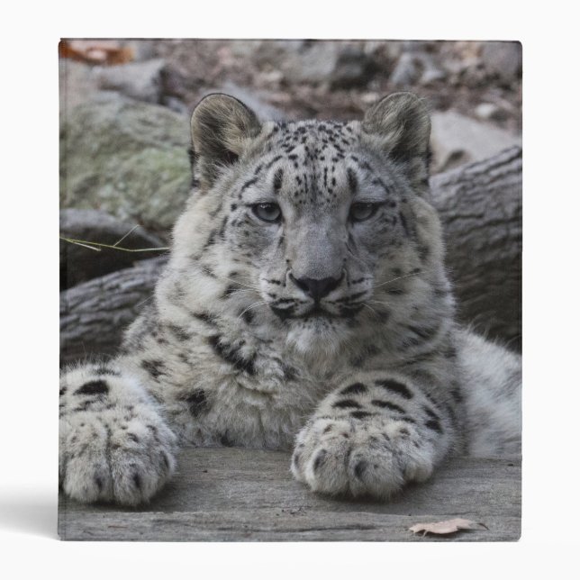 Snow Leopard Cub Sitting 3 Ring Binder (Front)