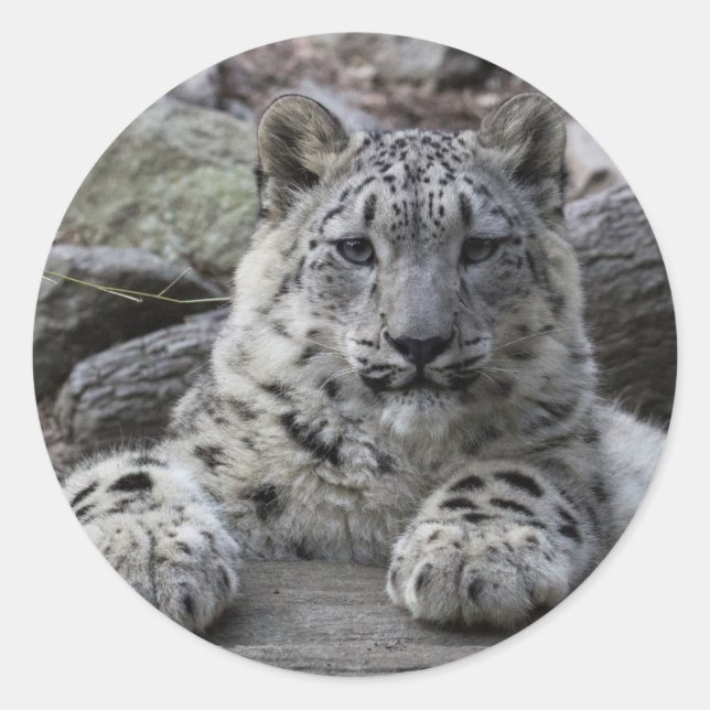 Snow Leopard Cub Sitting Classic Round Sticker (Front)