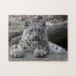 Snow Leopard Cub Sitting Jigsaw Puzzle at Zazzle