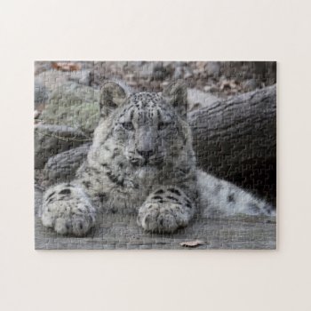 Snow Leopard Cub Sitting Jigsaw Puzzle by CMcKee_Photography at Zazzle