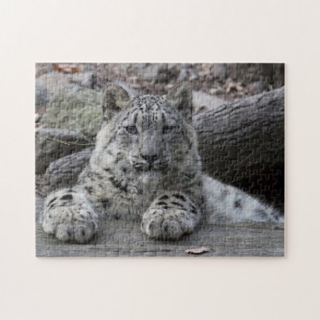 Snow Leopard Cub Sitting Jigsaw Puzzle