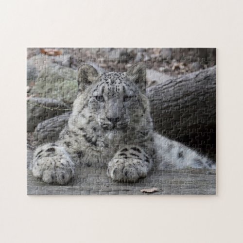 Snow Leopard Cub Sitting Jigsaw Puzzle