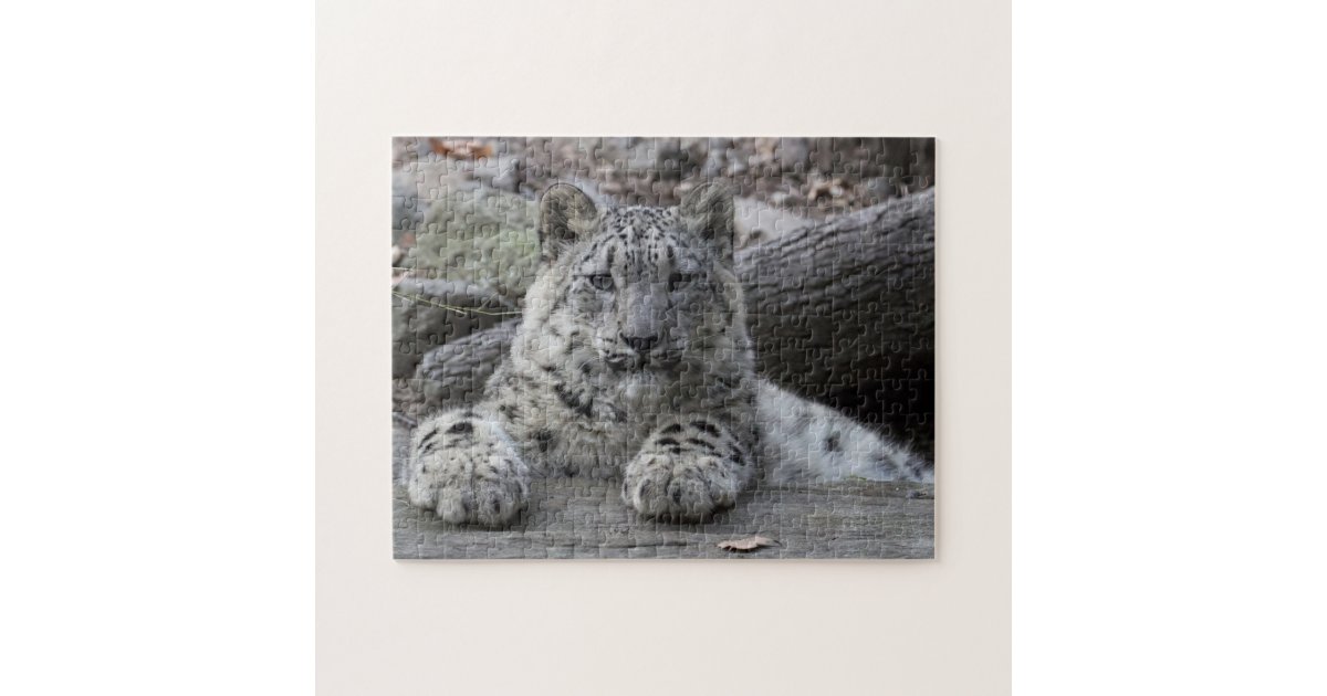 Snow Leopard Cub Sitting Jigsaw Puzzle | Zazzle