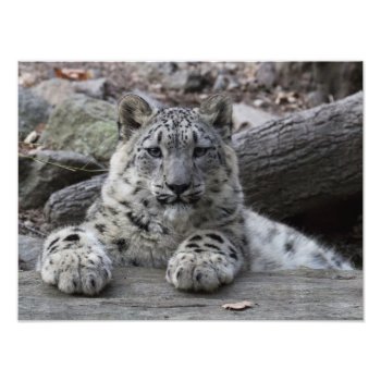 Snow Leopard Cub Sitting Photo Print by CMcKee_Photography at Zazzle