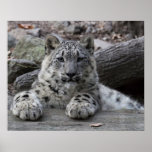 Snow Leopard Cub Sitting Poster at Zazzle