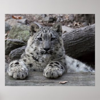 Snow Leopard Cub Sitting Poster by CMcKee_Photography at Zazzle