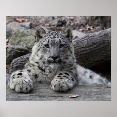 Snow Leopard Cub Sitting Poster