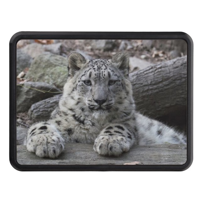 Snow Leopard Cub Sitting Trailer Hitch Cover (Front)