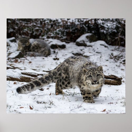 Snow Leopard Cub Stalking Birds Poster