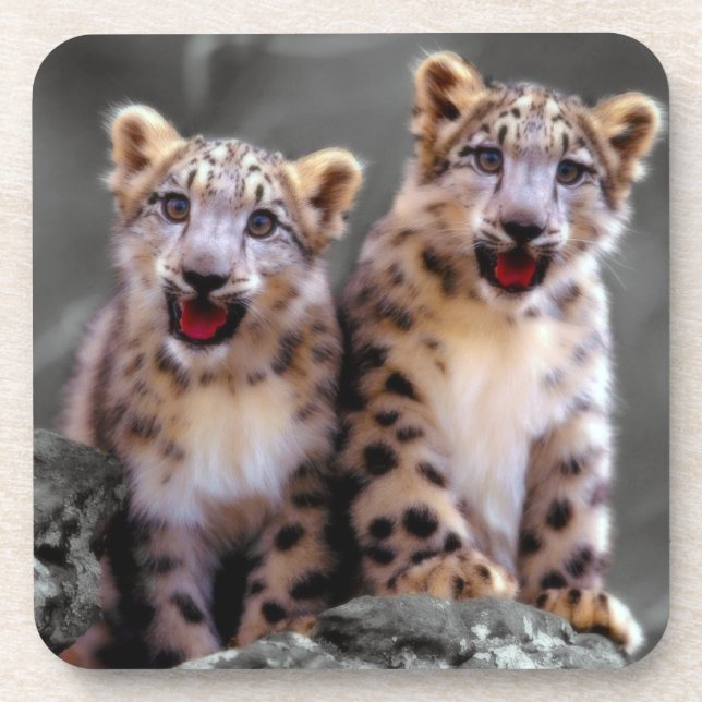 Snow Leopard Cubs Drink Coaster (Front)