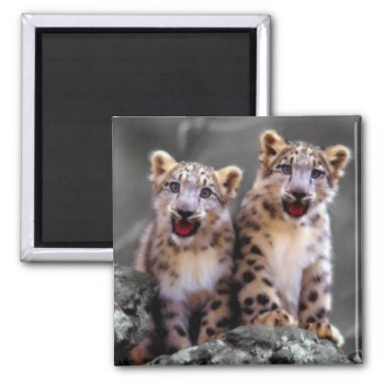 Snow Leopard Cubs Magnet by Wilderzoo at Zazzle