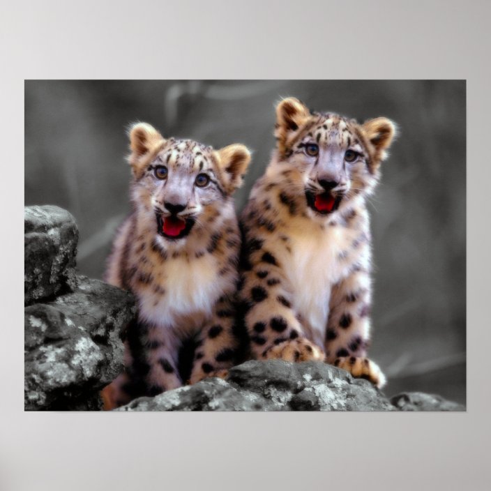 Snow Leopard Cubs Poster Zazzle Com