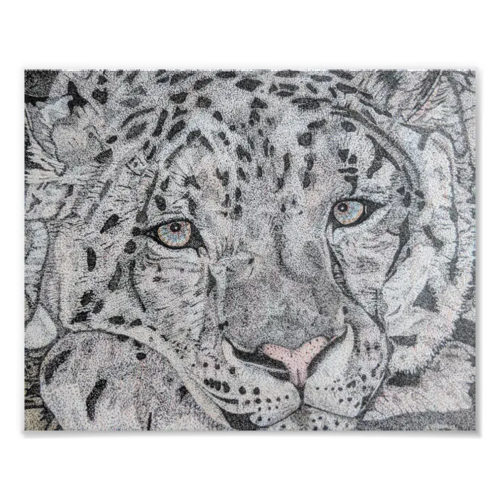 Snow Leopard Drawing Snow Leopard Design Cat Photo Print Zazzle Com