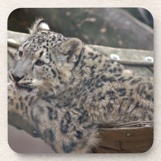 Snow Leopard Drink Coaster (Front)
