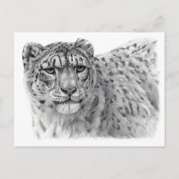 Snow Leopard G2010-003 Postcard by AnimalsBeauty at Zazzle