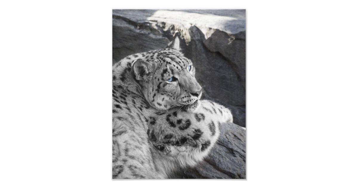 Snow Leopard Icy Stare Photo Print | Zazzle