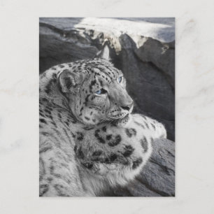 Snow Leopard Icy Stare Postcard