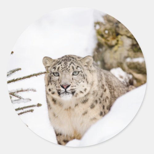 Snow Leopard in the Snow Classic Round Sticker