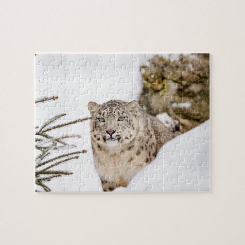 Snow Leopard in the Snow Jigsaw Puzzle