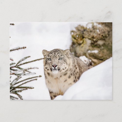 Snow Leopard in the Snow Postcard