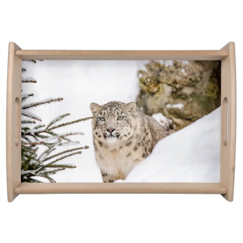 Snow Leopard in the Snow Serving Tray