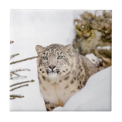 Snow Leopard in the Snow Tile