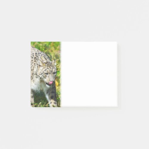 Snow Leopard Notes