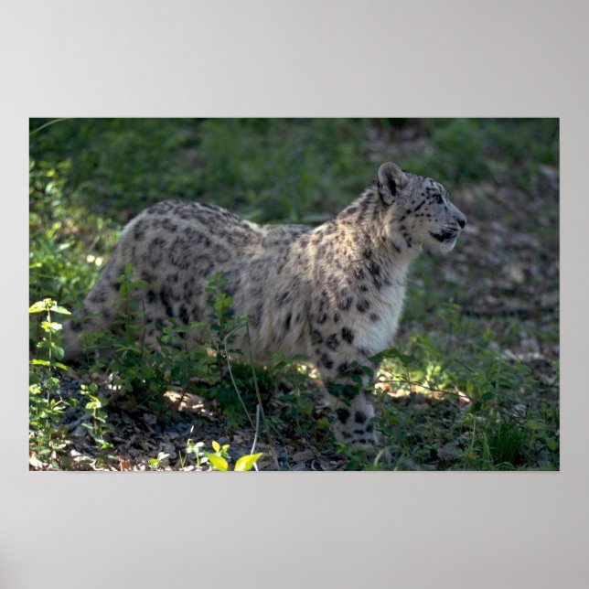 Snow leopard on brushy hillside poster (Front)