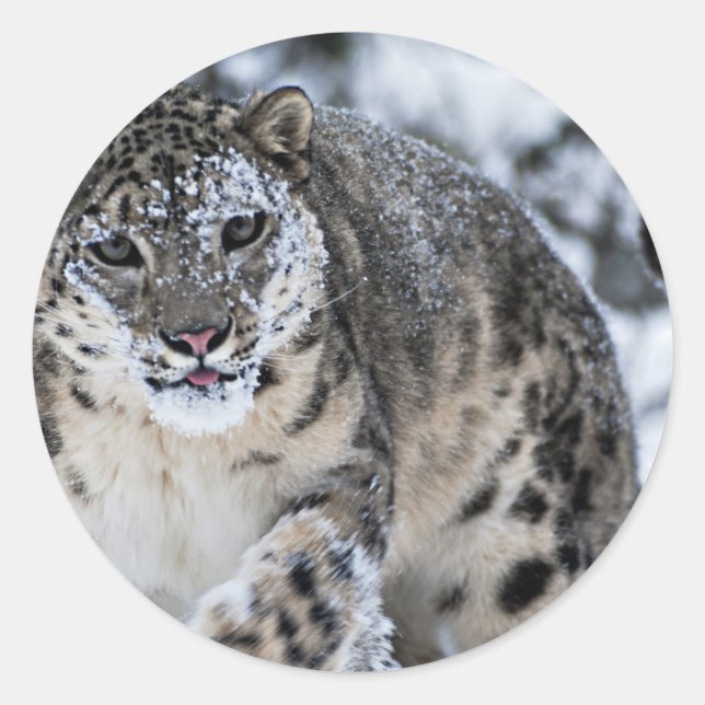 Snow Leopard on the Prowl Classic Round Sticker (Front)