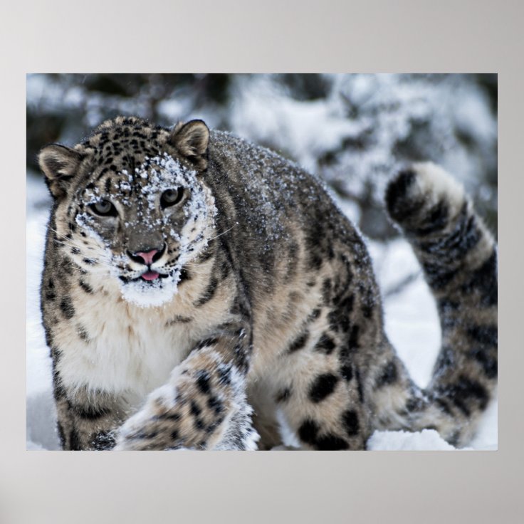 Snow Leopard on the Prowl Poster | Zazzle