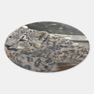 Snow Leopard Oval Sticker