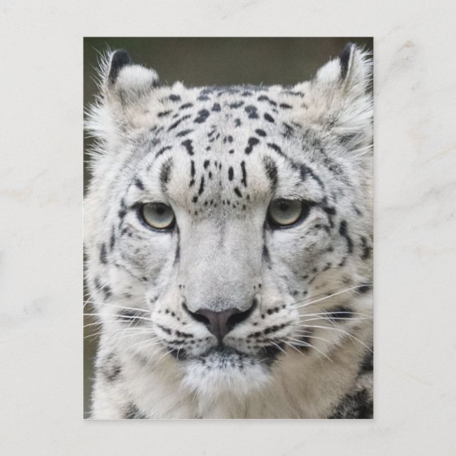 Snow Leopard Postcard (Front)