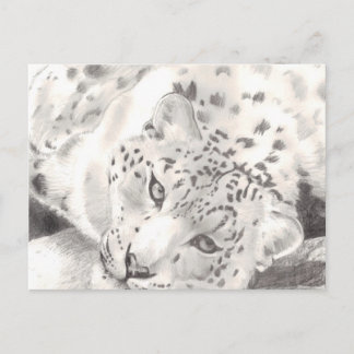 Snow Leopard Postcard