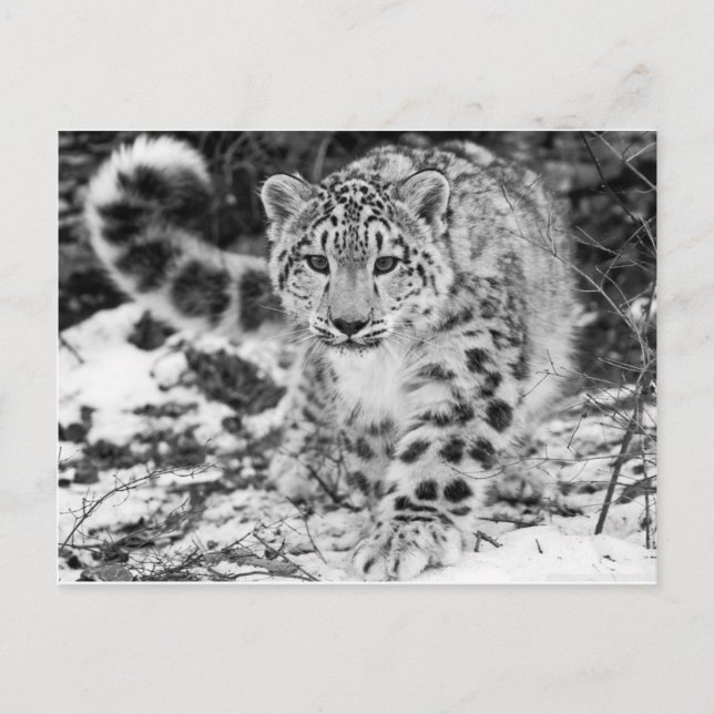 Snow Leopard Postcard (Front)
