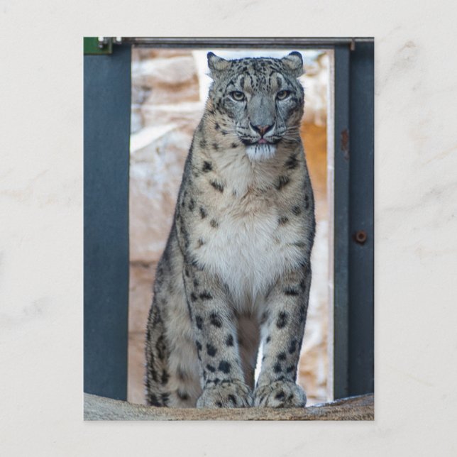 Snow Leopard Postcard (Front)